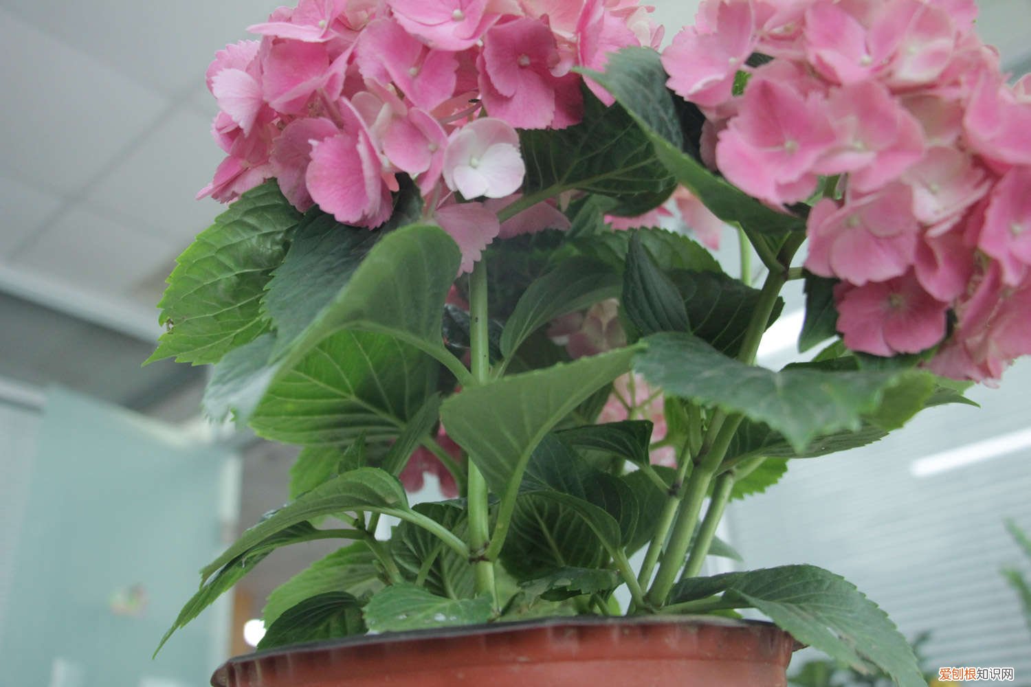 绣球花的最佳扦插时间 绣球花扦插时间和方法