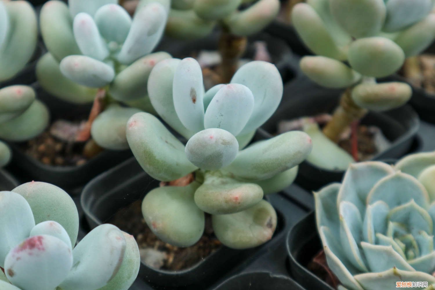 多肉植物开花后该如何处理? 多肉植物开花后怎么办