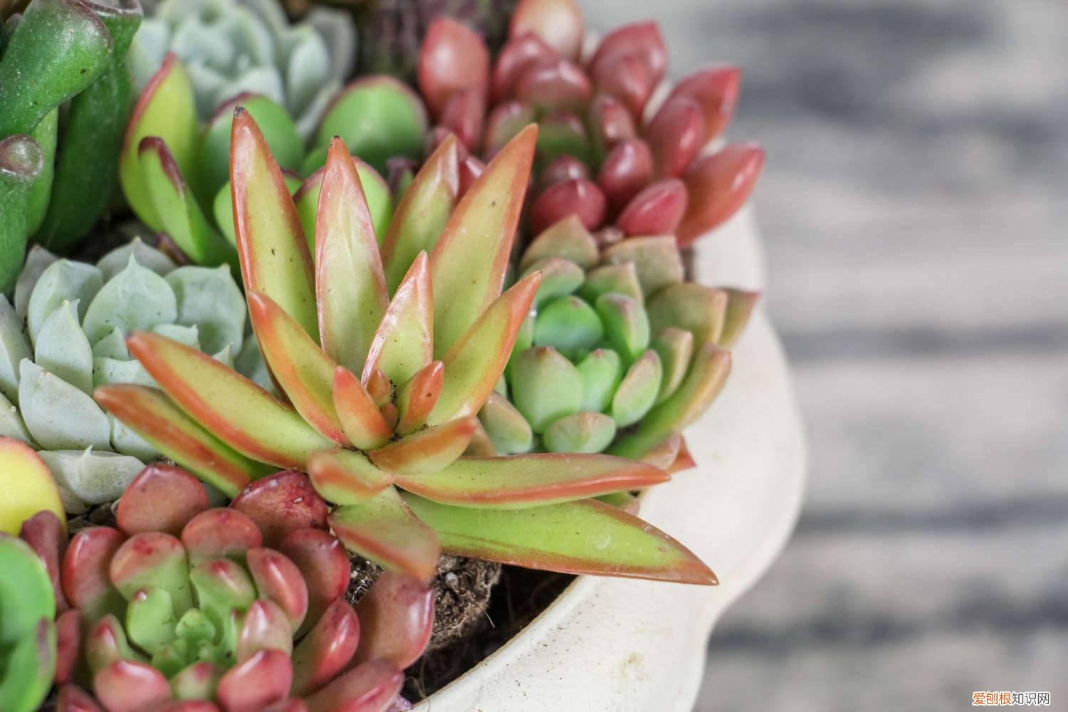 多肉植物开花后该如何处理? 多肉植物开花后怎么办