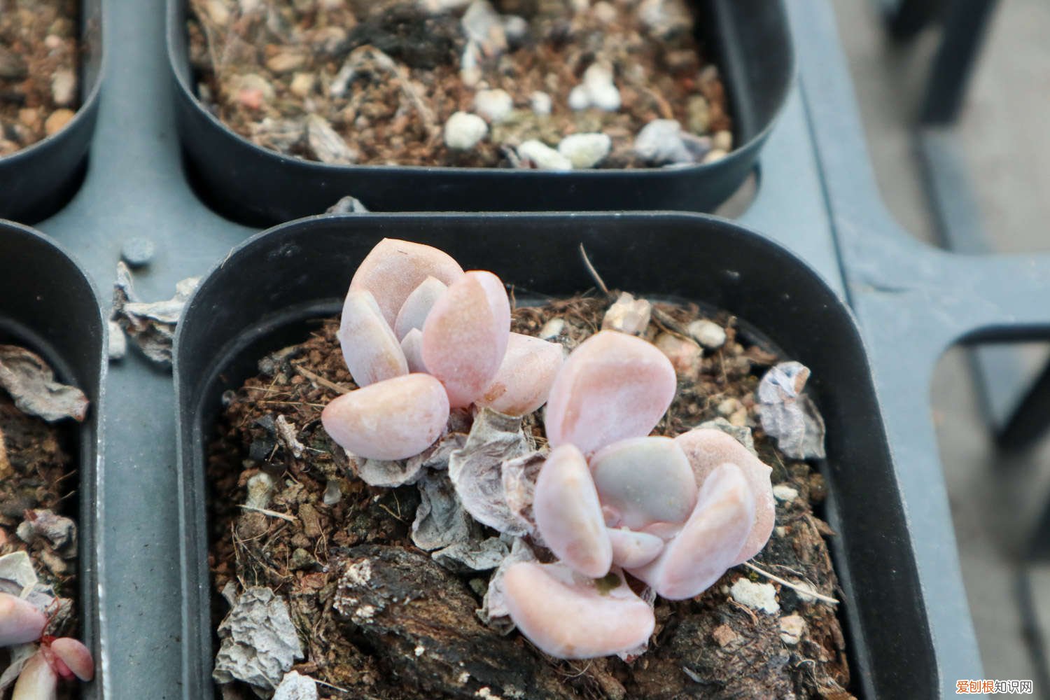 多肉植物开花后该如何处理? 多肉植物开花后怎么办