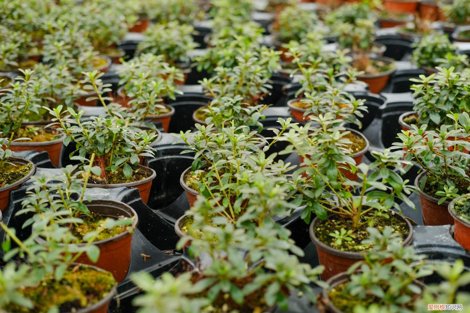 杜鹃花花谢了后怎么养殖 杜鹃花花谢了后怎么养