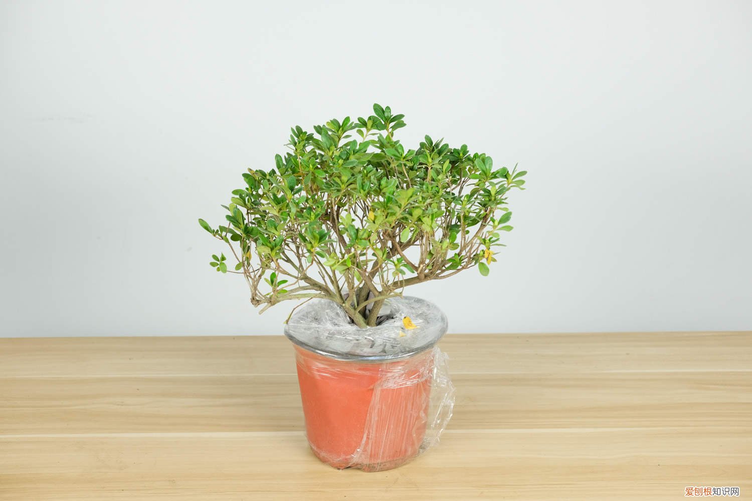 杜鹃花花谢了后怎么养殖 杜鹃花花谢了后怎么养