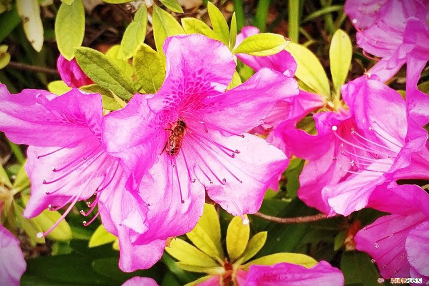 杜鹃花花谢了后怎么养殖 杜鹃花花谢了后怎么养
