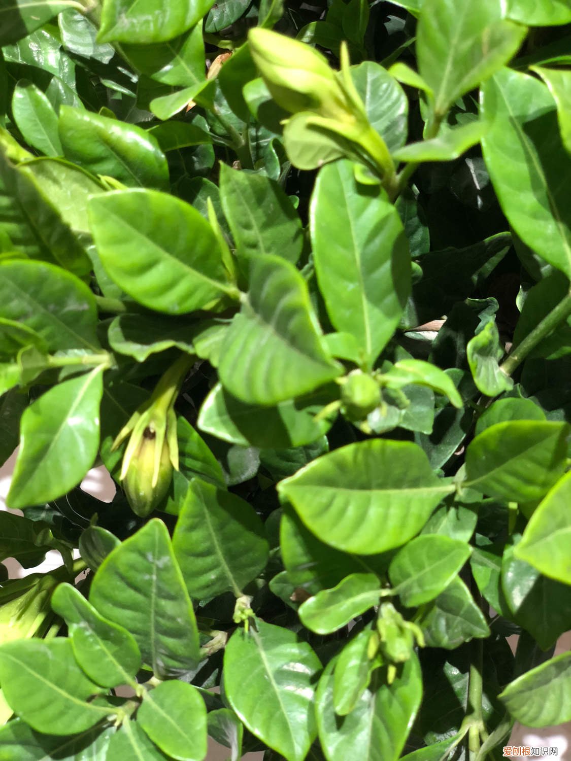 栀子花什么时候扦插繁殖 栀子花什么时候扦插