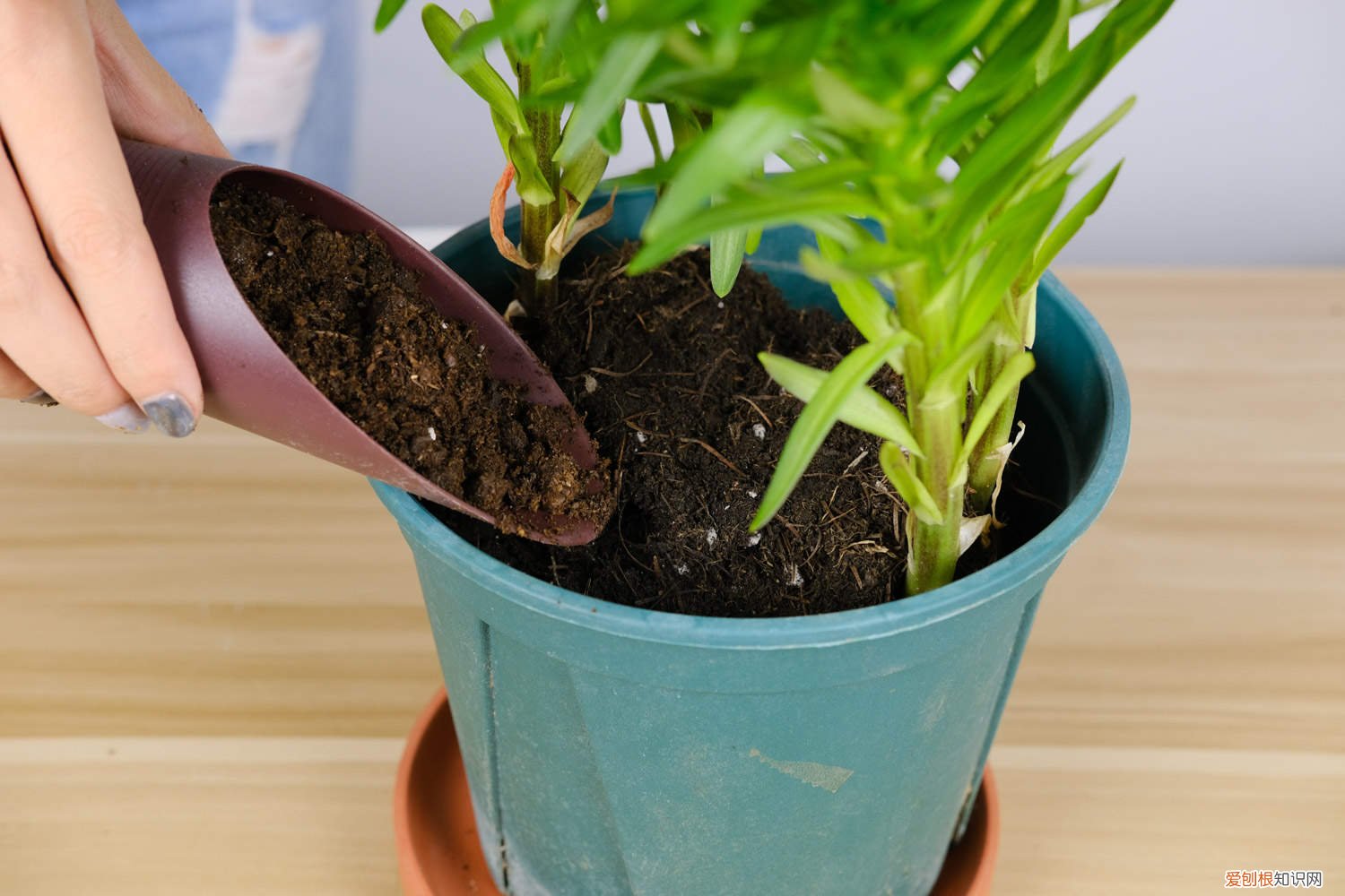 百合花夏天怎么养 百合花夏季怎么养