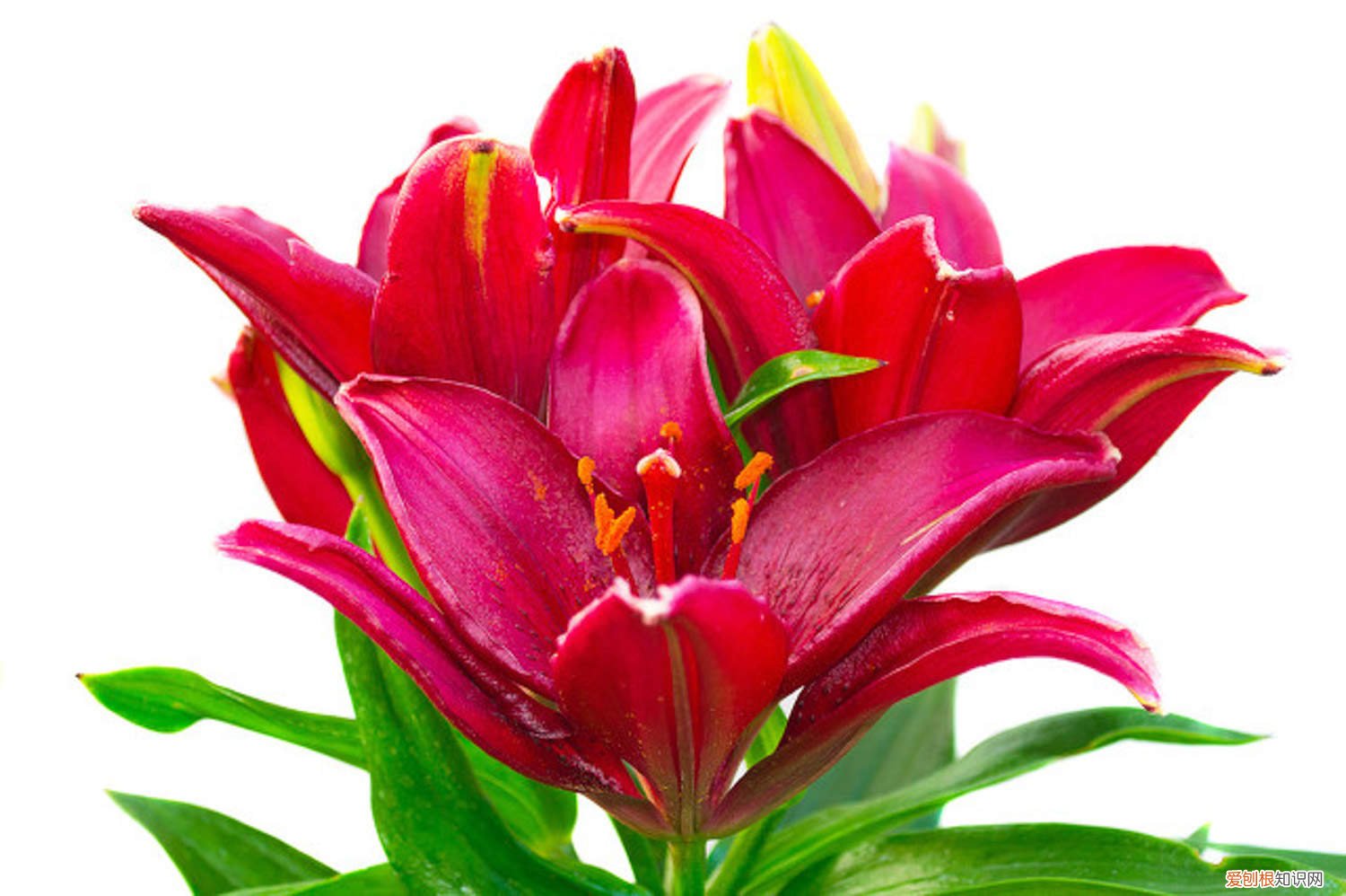 百合花夏天怎么养 百合花夏季怎么养