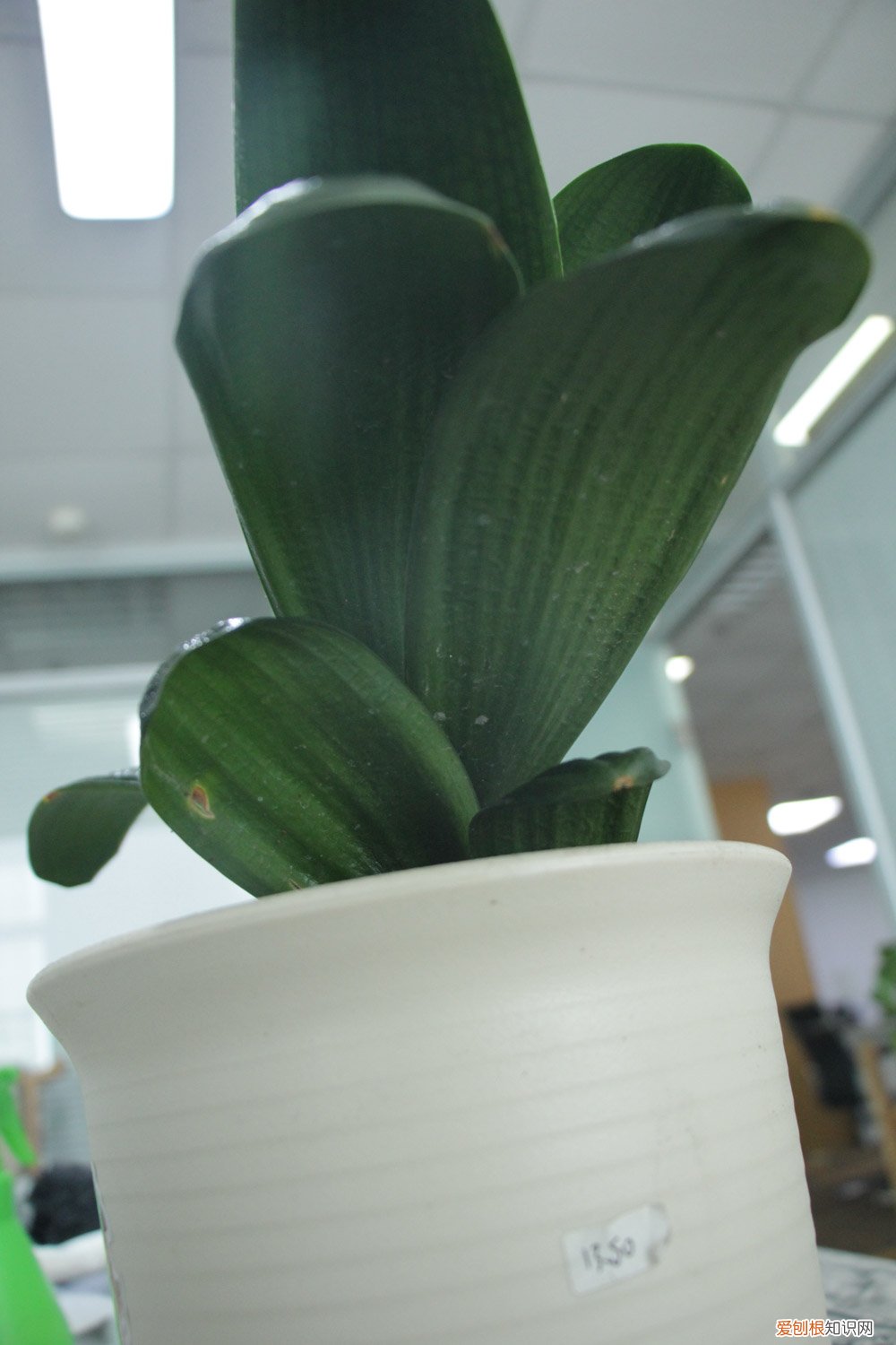 君子兰怎么养才能开花不夹箭 君子兰怎么养才能开花