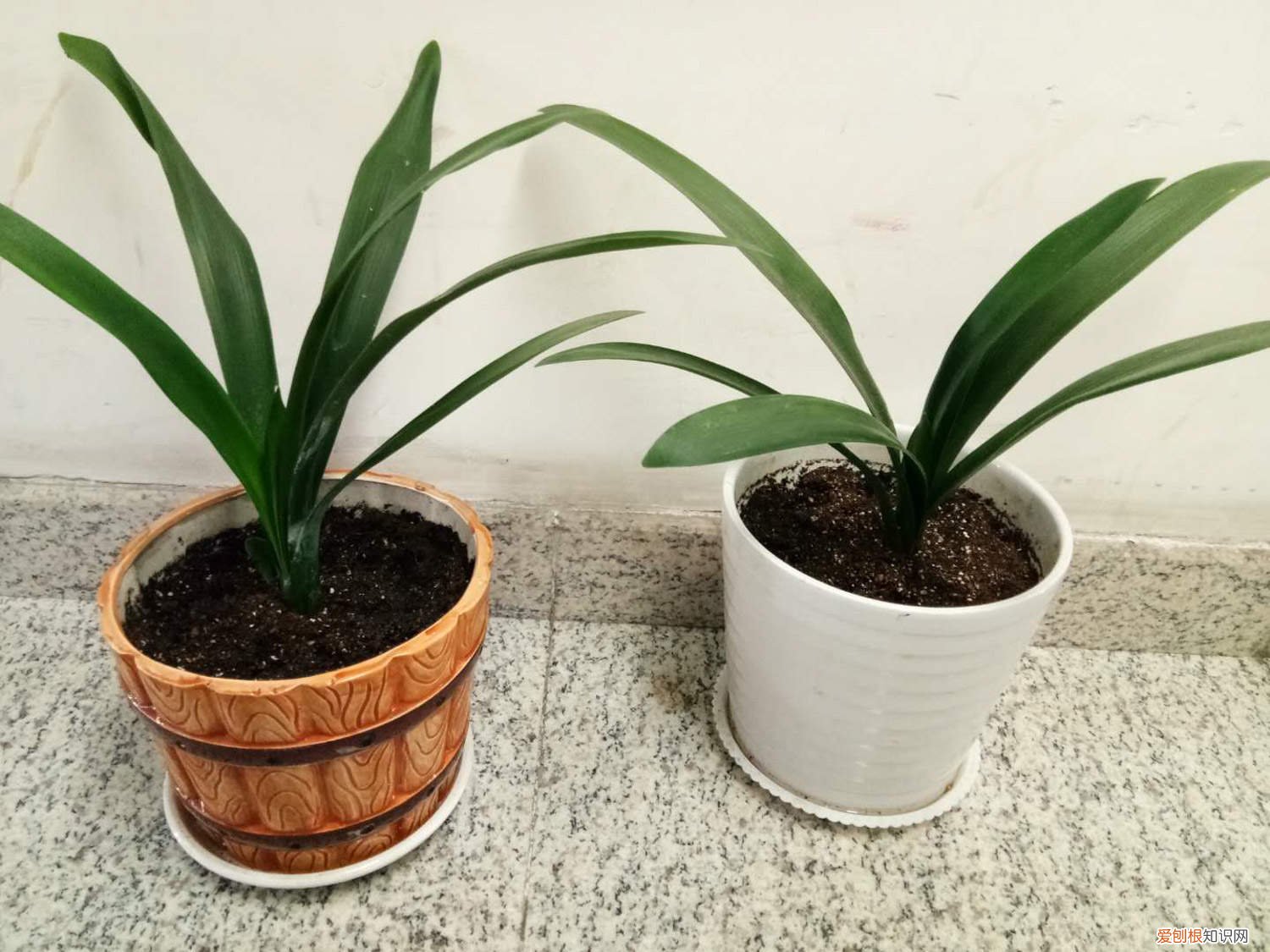 君子兰怎么养才能开花不夹箭 君子兰怎么养才能开花