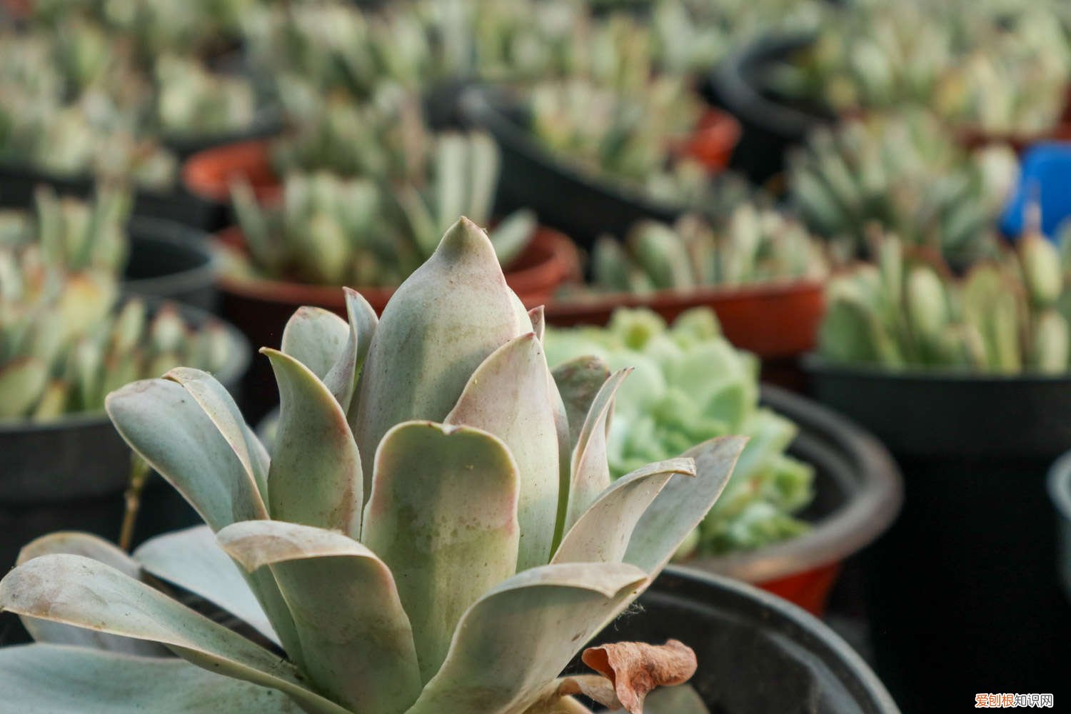如何养好多肉植物图片 如何养好多肉植物