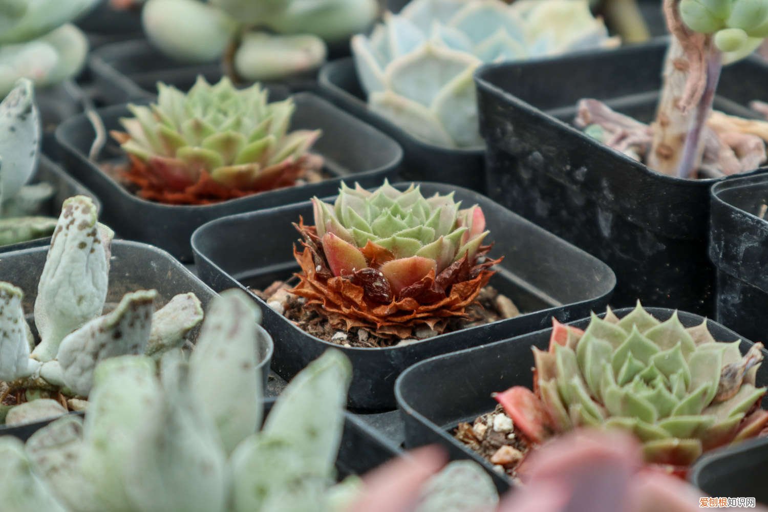 如何养好多肉植物图片 如何养好多肉植物