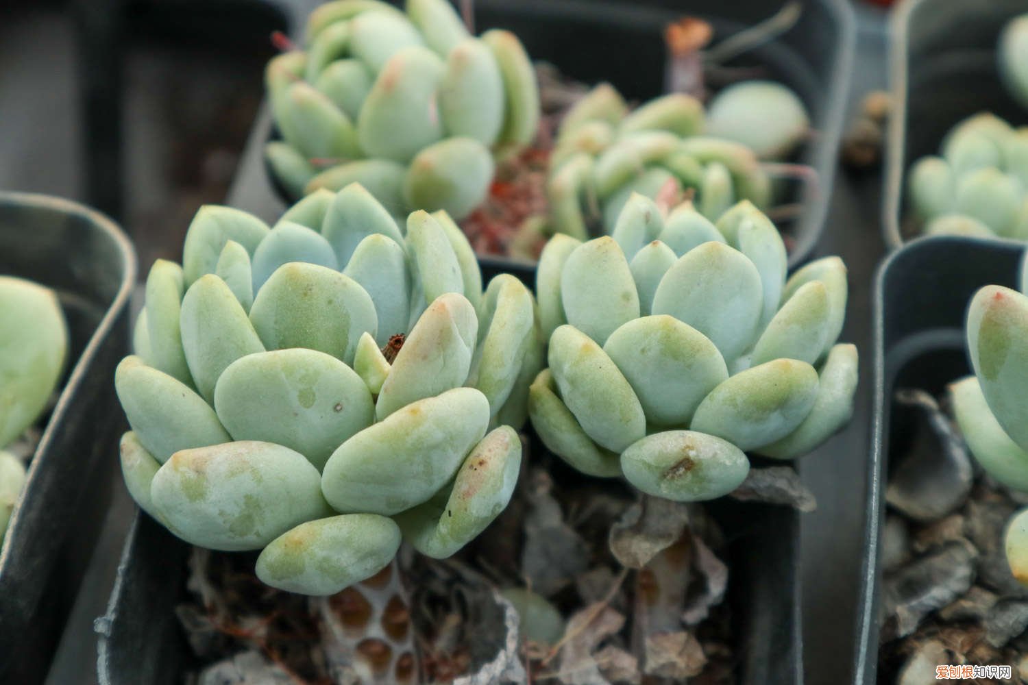 如何养好多肉植物图片 如何养好多肉植物