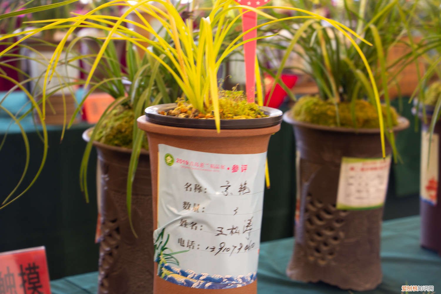 兰花夏天怎样养 兰花夏季室内怎么养