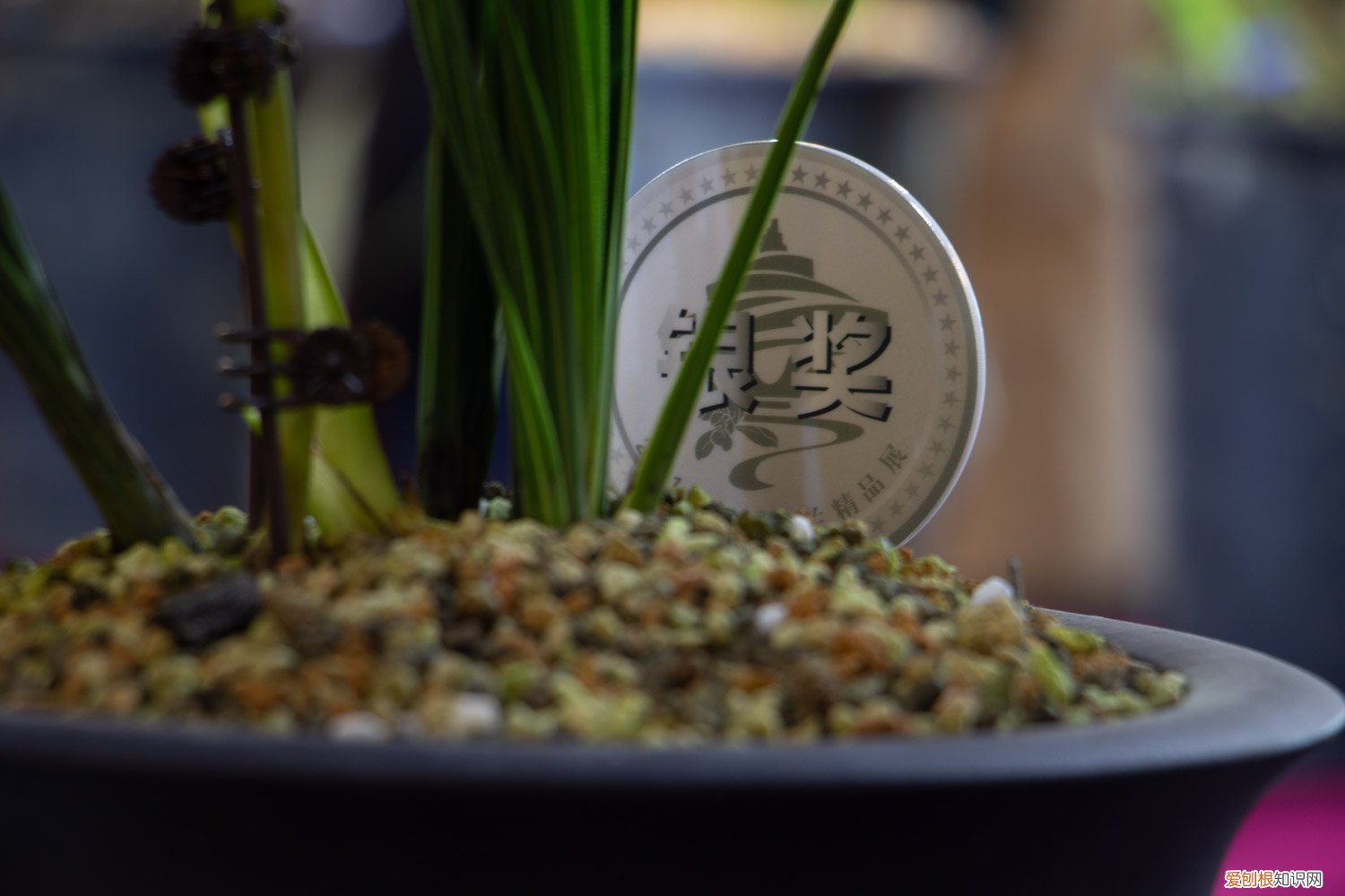 兰花夏天怎样养 兰花夏季室内怎么养