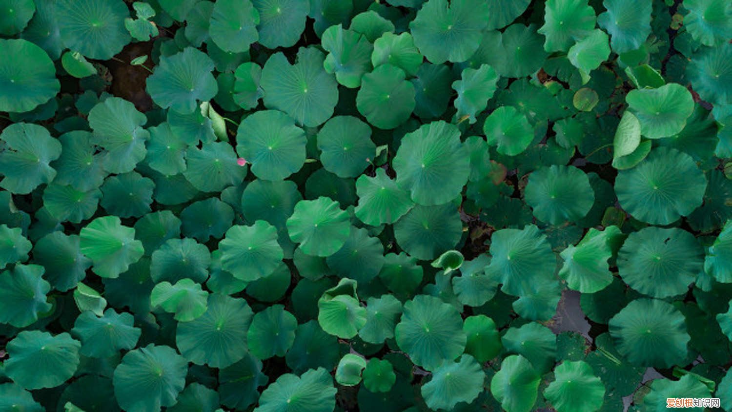 荷花夏天怎么养活 荷花夏天怎么养