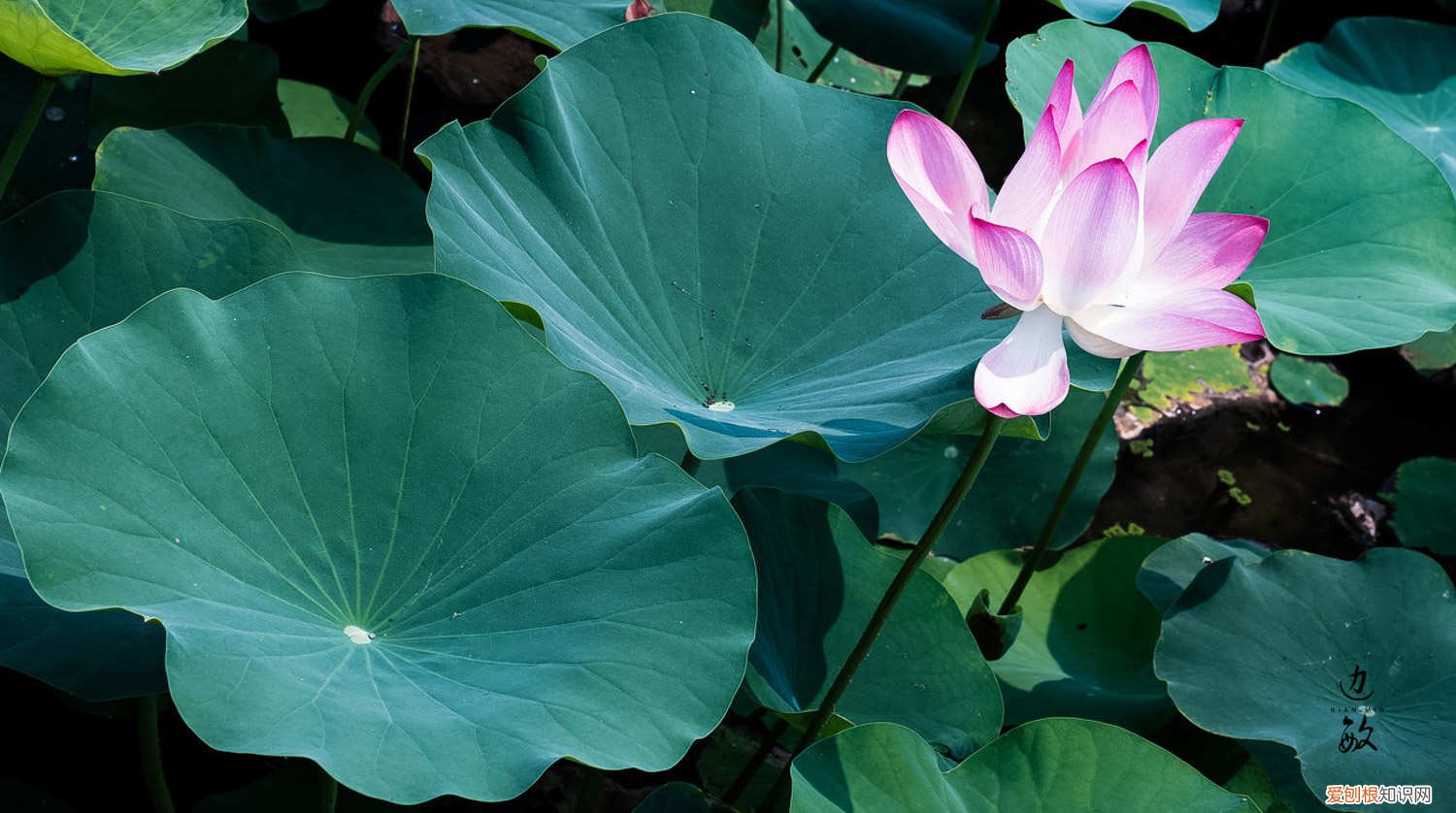 荷花夏天怎么养活 荷花夏天怎么养