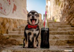 狗喝一点可乐没事吧 狗喝一点可乐会怎么样