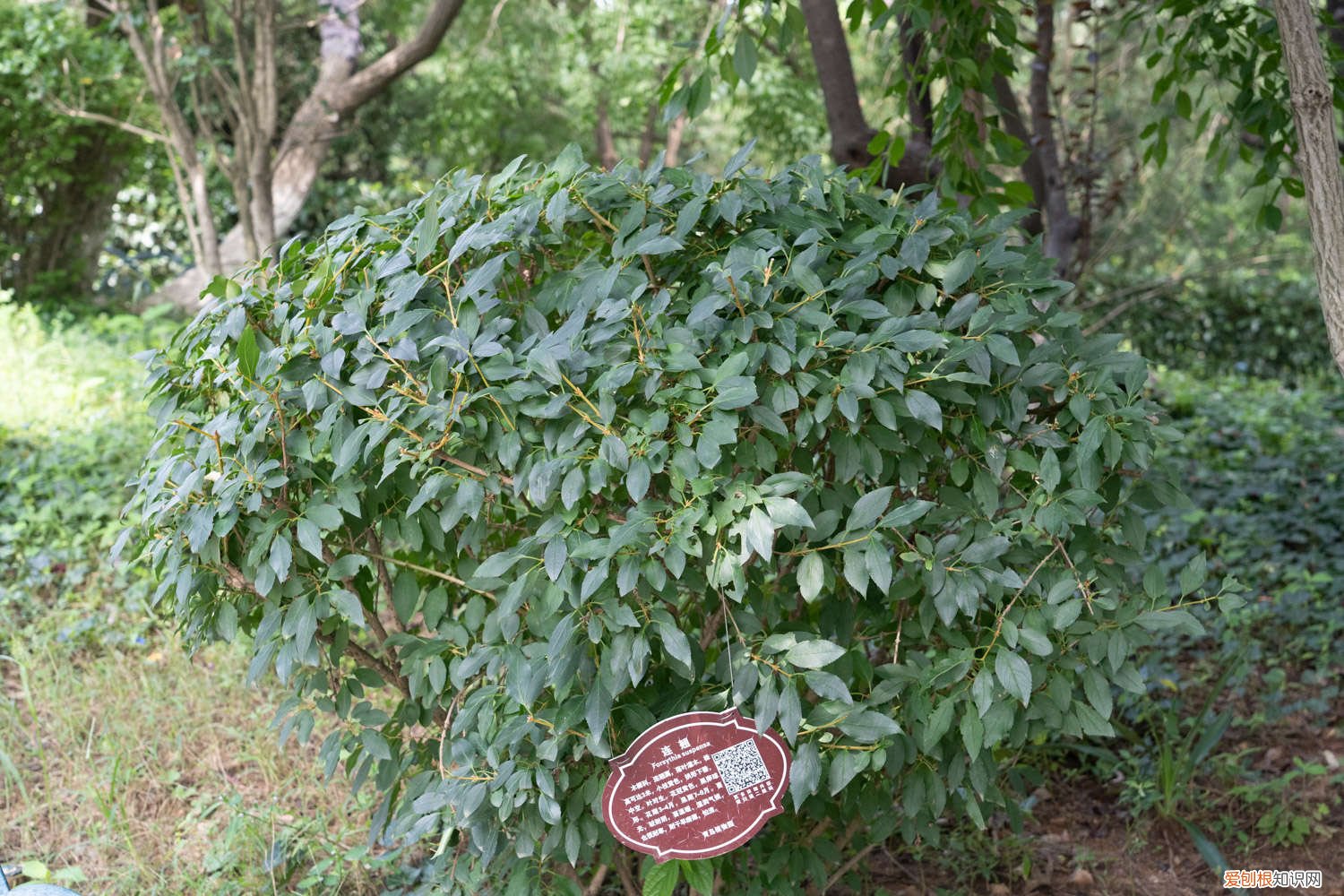 连翘花如何养 盆栽连翘花的养殖方法，特性及养护