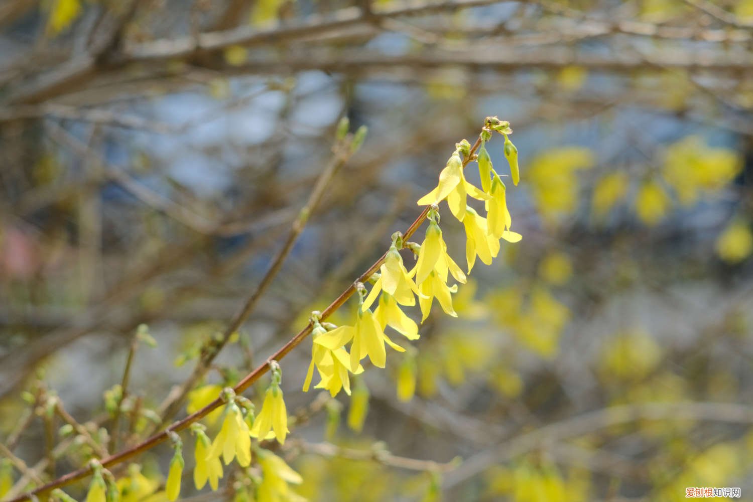 连翘花如何养 盆栽连翘花的养殖方法，特性及养护