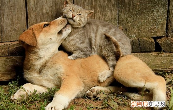 小猫突然特别活泼乱跑乱咬 小猫突然变得暴躁还乱咬