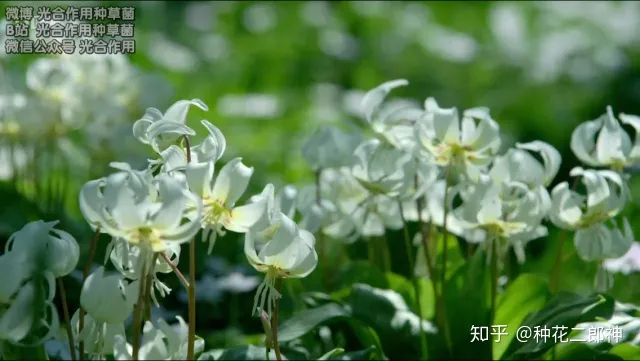 怎样才能养活花,如何从零开始养花