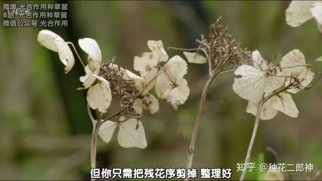 怎样才能养活花,如何从零开始养花