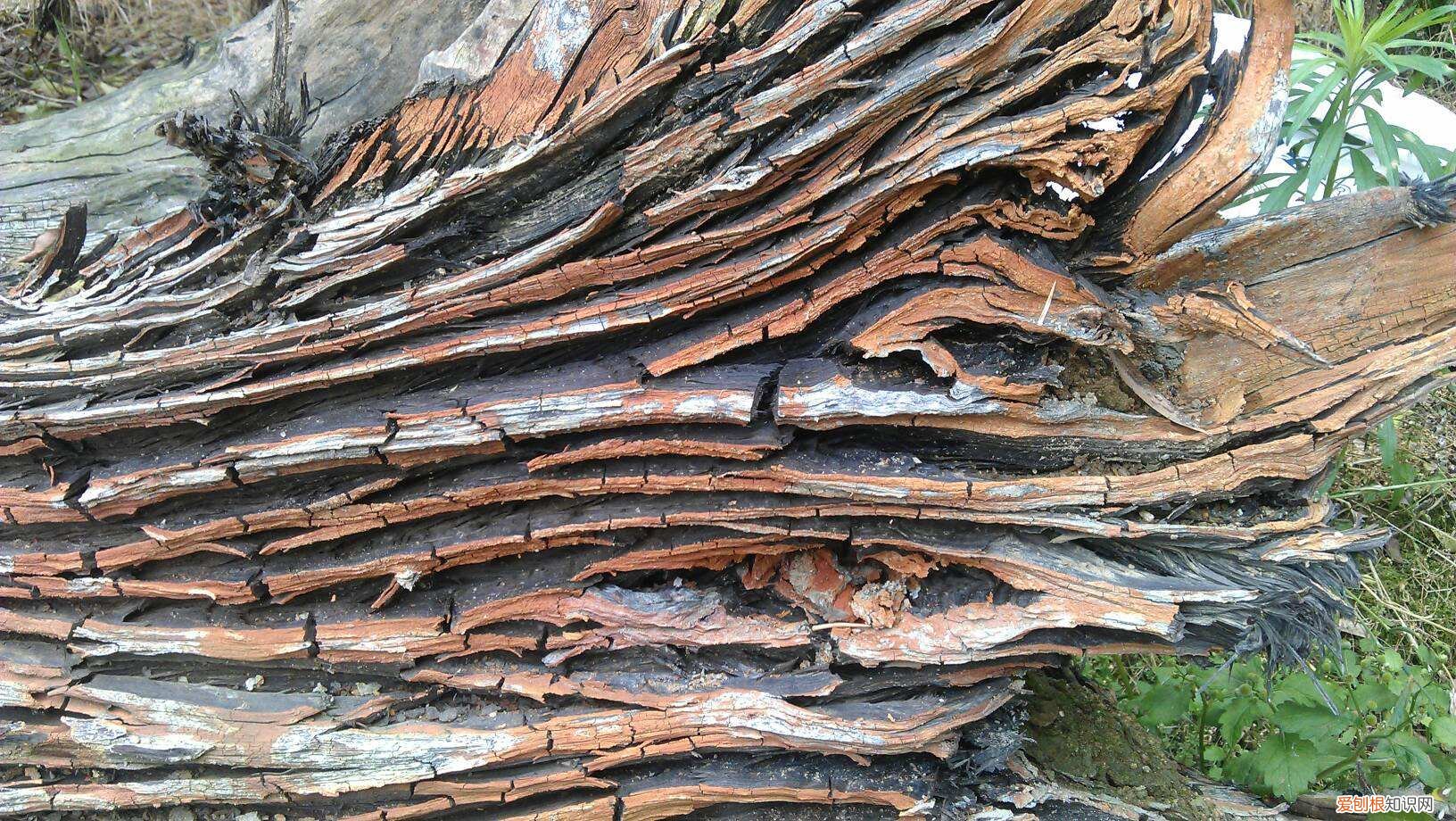 阴沉木是什么 阴沉木鉴定方法