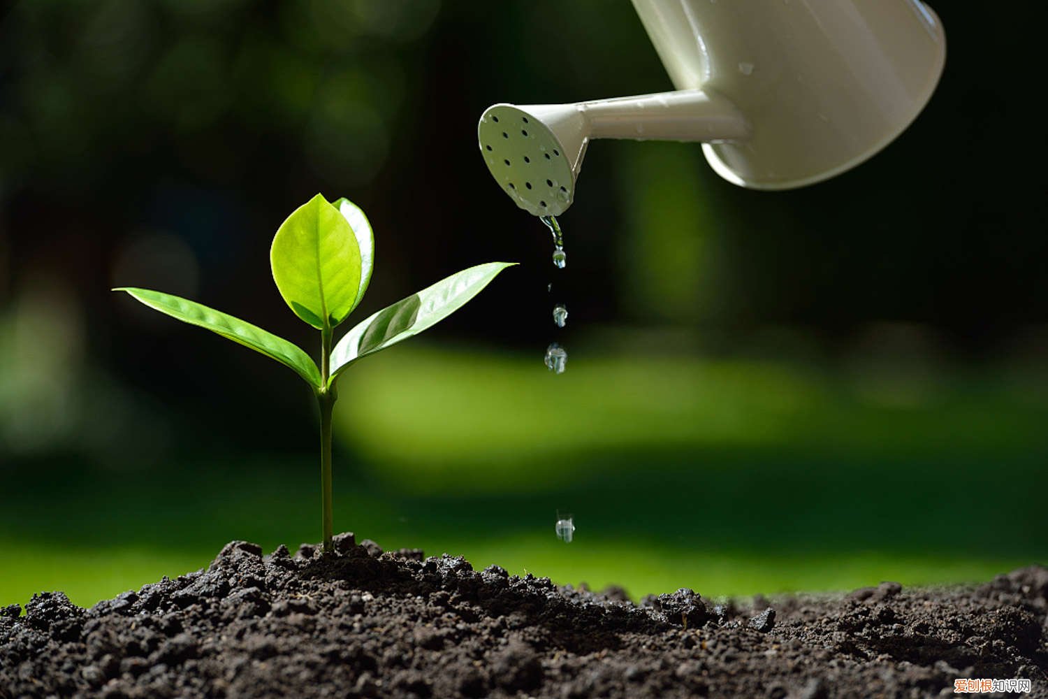 用自来水养花能养活吗 家家都有的废水，竟是养花万能水，养啥旺啥！