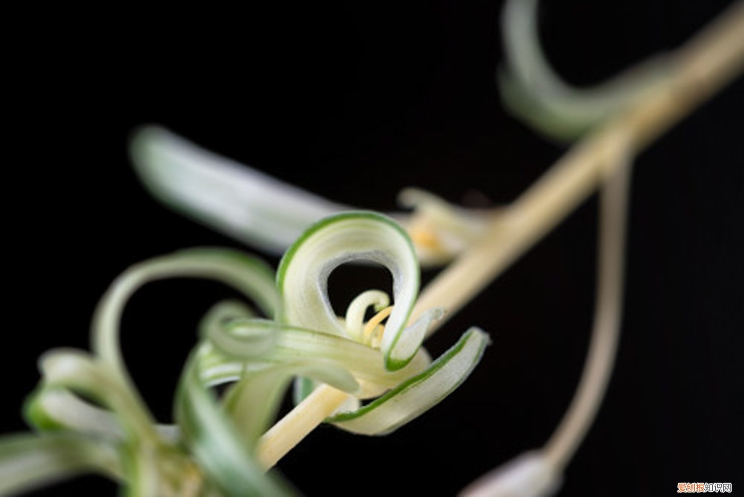 吊兰夏季怎么养 吊兰夏天怎么养