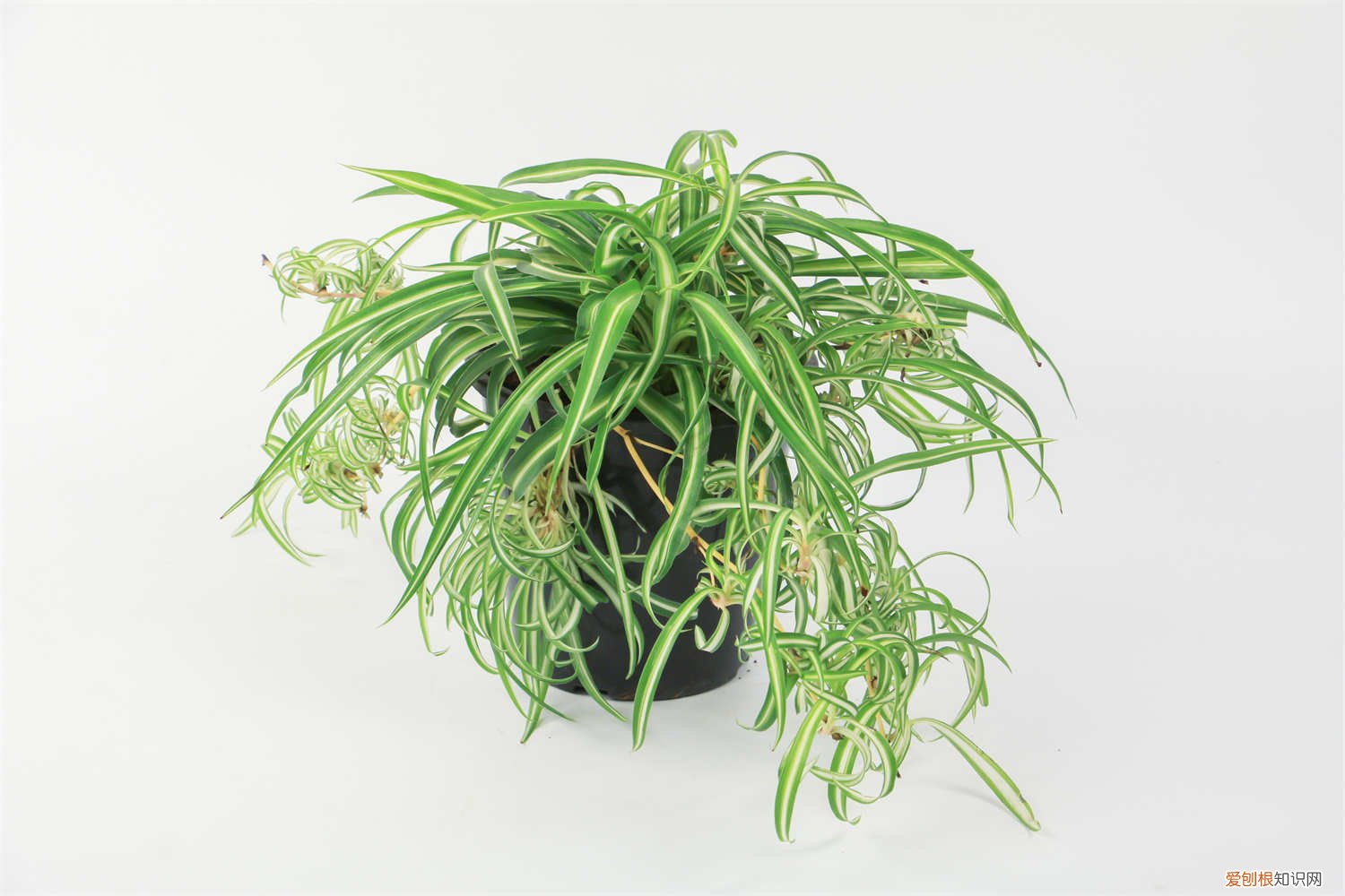 吊兰夏季怎么养 吊兰夏天怎么养