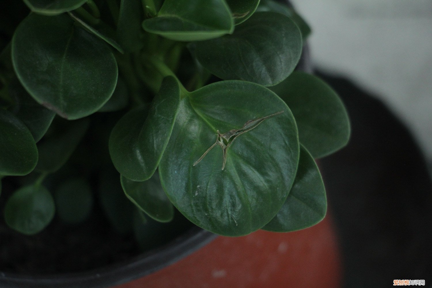 豆瓣绿适合施什么肥 豆瓣绿施什么肥最好