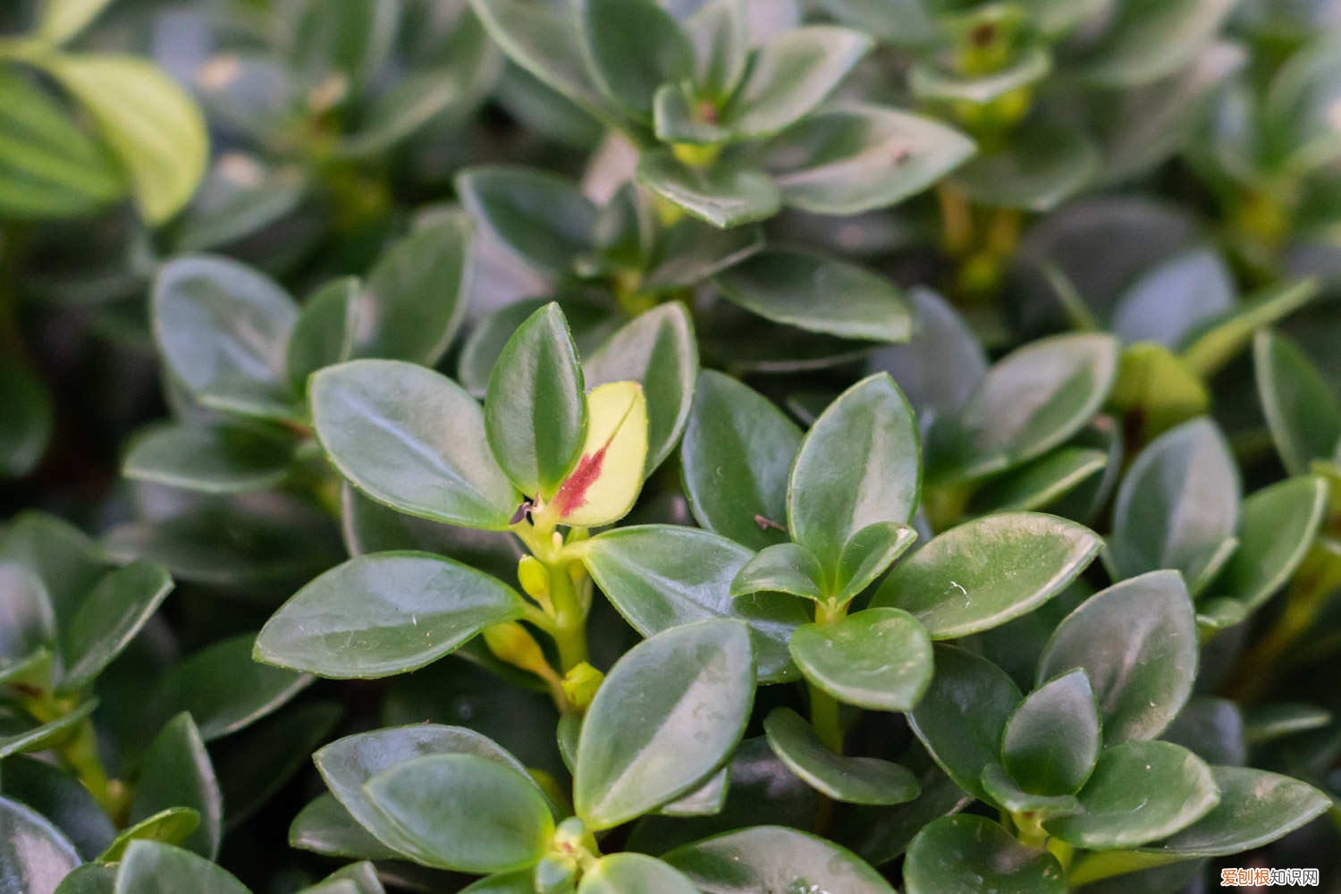 金鱼吊兰怎么养才开花几月份开花 金鱼吊兰怎么养才开花