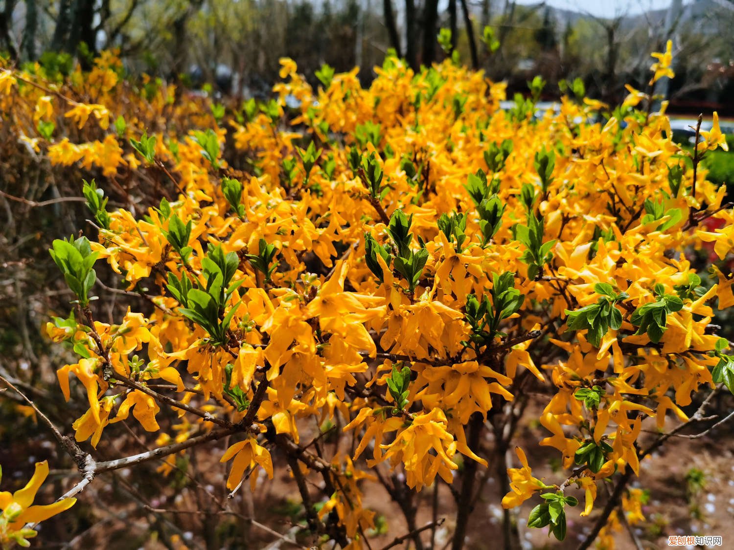 连翘的种植和剪枝方法 连翘如何进行辅助修剪，如何提高坐果