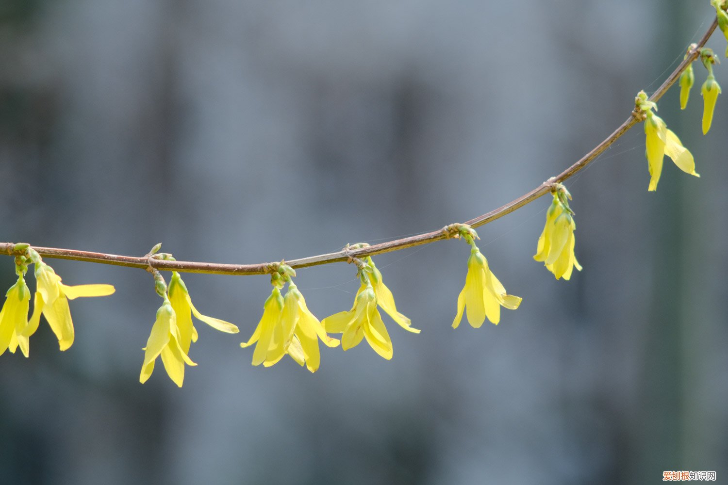 连翘的种植和剪枝方法 连翘如何进行辅助修剪，如何提高坐果