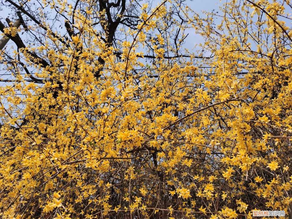 连翘可以盆栽吗 连翘盆栽夏季怎么养，盆栽什么品种最好