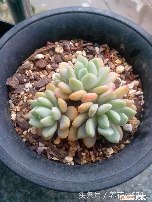 多肉快速上色的小诀窍，一般人都不告诉他！，多肉怎么才能上色快