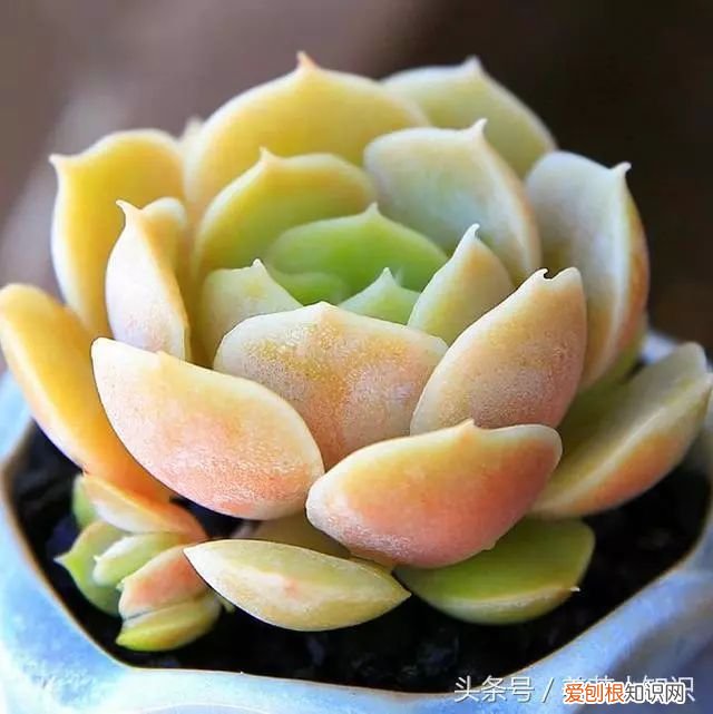 多肉快速上色的小诀窍，一般人都不告诉他！，多肉怎么才能上色快