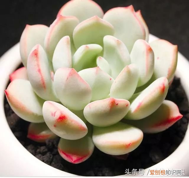 多肉快速上色的小诀窍，一般人都不告诉他！，多肉怎么才能上色快