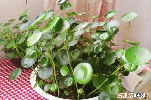 大热天,给花剃个头,1个月后再爆盆可以吗 大热天,给花剃个头,1个月后再爆盆!