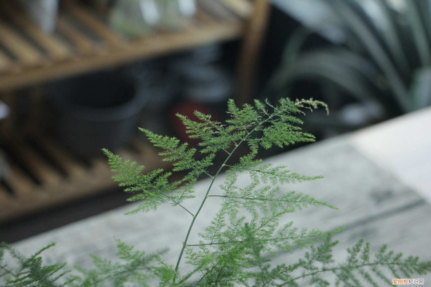 他家的文竹这么养,大夏天也绿油油,养10年都不黄叶!