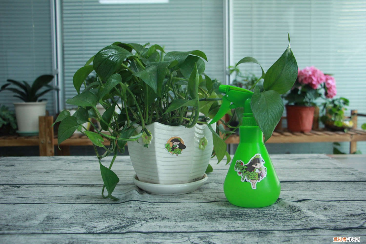 绿萝长太快 绿萝夏天长最快,这么养,20天蹿1米!