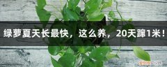 绿萝长太快 绿萝夏天长最快，这么养，20天蹿1米！