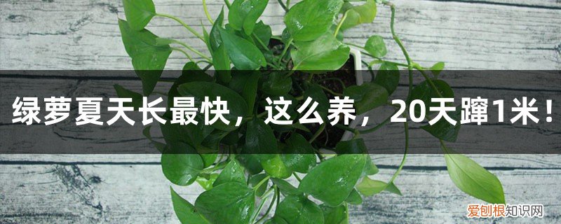 绿萝长太快 绿萝夏天长最快,这么养,20天蹿1米!