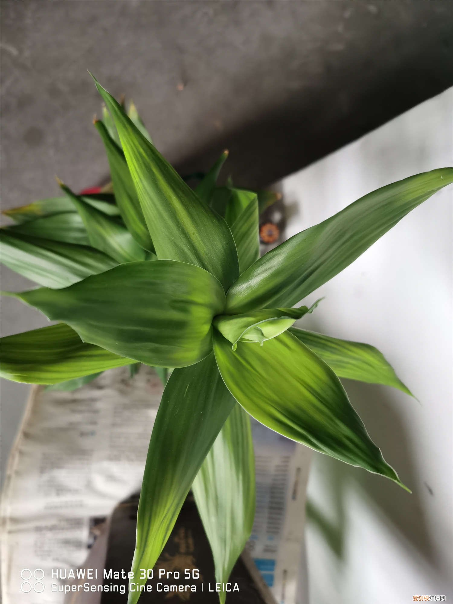 富贵竹子如何繁殖 富贵竹怎么大量繁殖