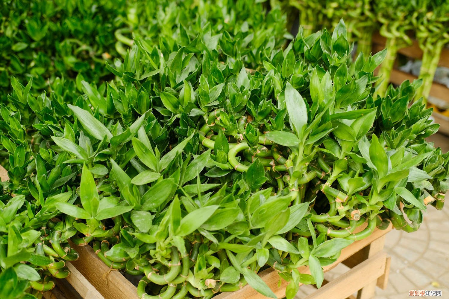 富贵竹子如何繁殖 富贵竹怎么大量繁殖