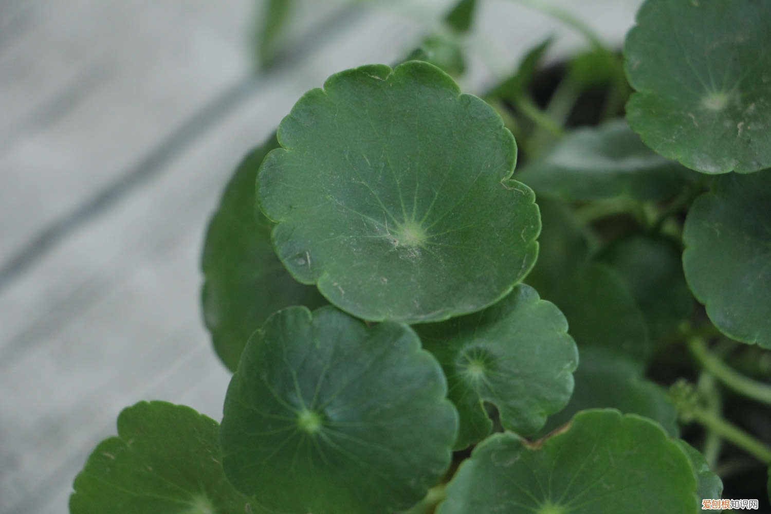 一根铜钱草多久可以爆盆 一根铜钱草可以爆盆吗