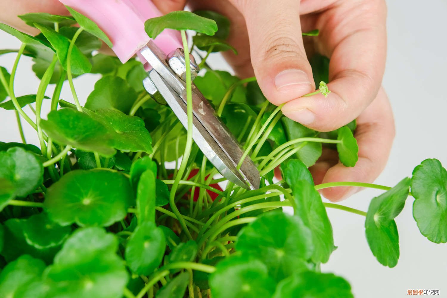 一根铜钱草多久可以爆盆 一根铜钱草可以爆盆吗