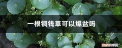 一根铜钱草多久可以爆盆 一根铜钱草可以爆盆吗