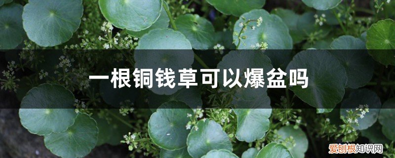 一根铜钱草多久可以爆盆 一根铜钱草可以爆盆吗