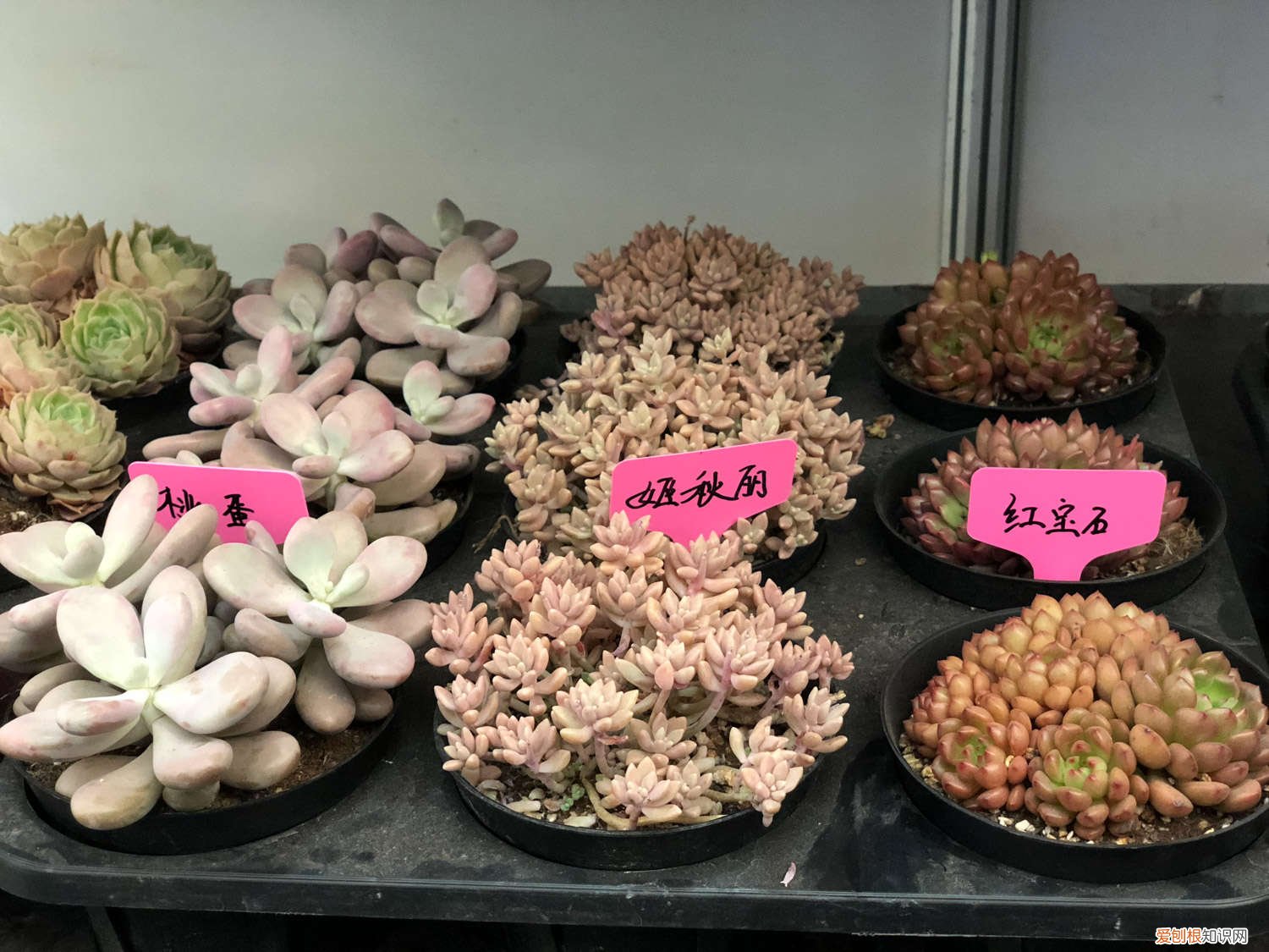 多肉冬天断水 这7种多肉，夏天千万别断水，否则秋天全玩儿完！