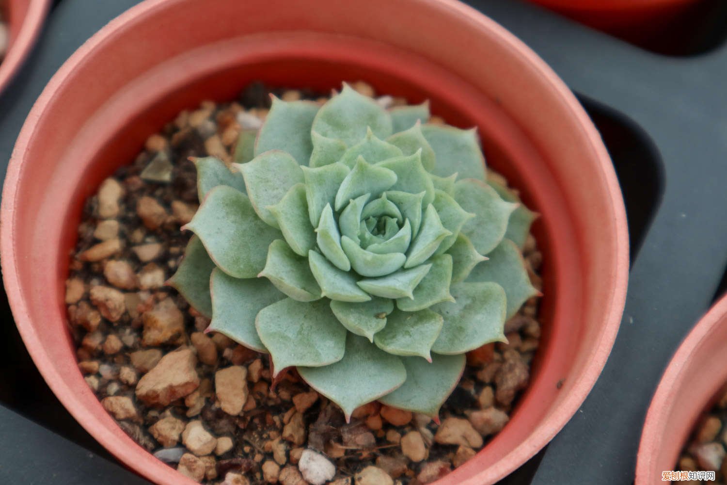 多肉冬天断水 这7种多肉，夏天千万别断水，否则秋天全玩儿完！